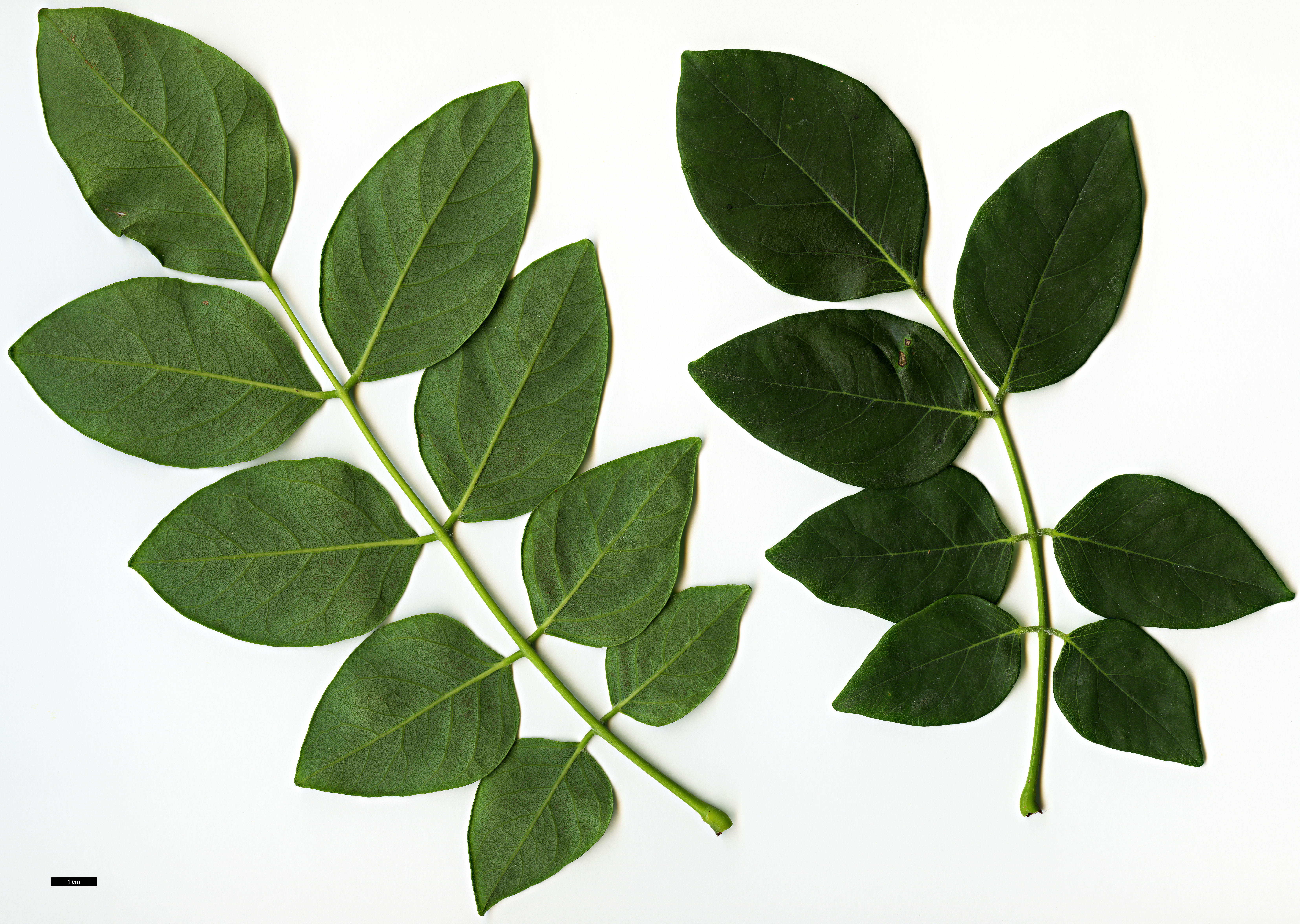 High resolution image: Family: Fabaceae - Genus: Maackia - Taxon: amurensis - SpeciesSub: var. amurensis